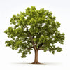 Aoba oak tree