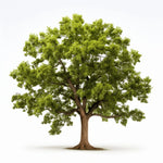 Aoba oak tree