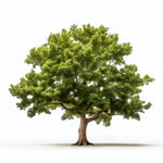 Aodhan oak tree
