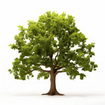 Aoi oak tree