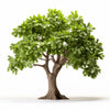 Aolani oak tree