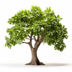 Aolani oak tree