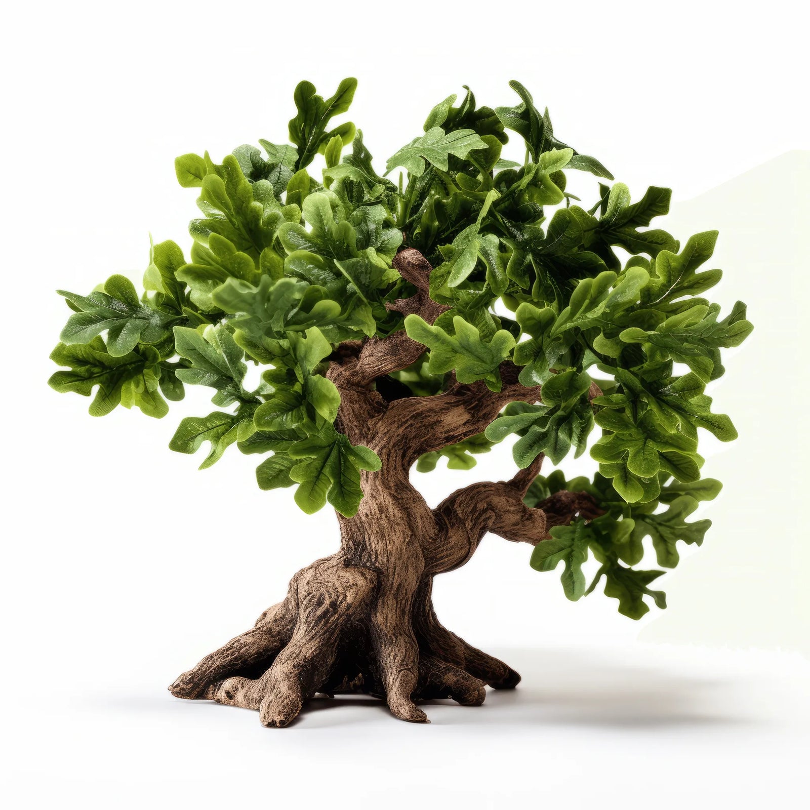 Aota oak tree