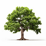 Apollo oak tree