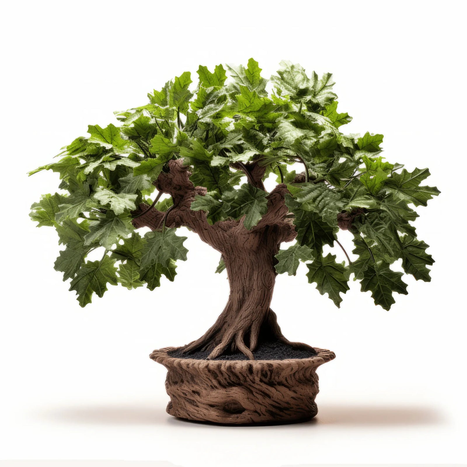 Araceli oak tree
