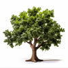Arakida oak tree
