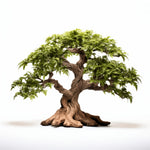 Araluen oak tree