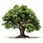 Araminta oak tree