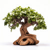Aramis oak tree