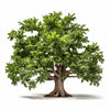 Archer oak tree