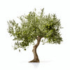 Arden olive tree