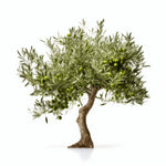 Arden olive tree