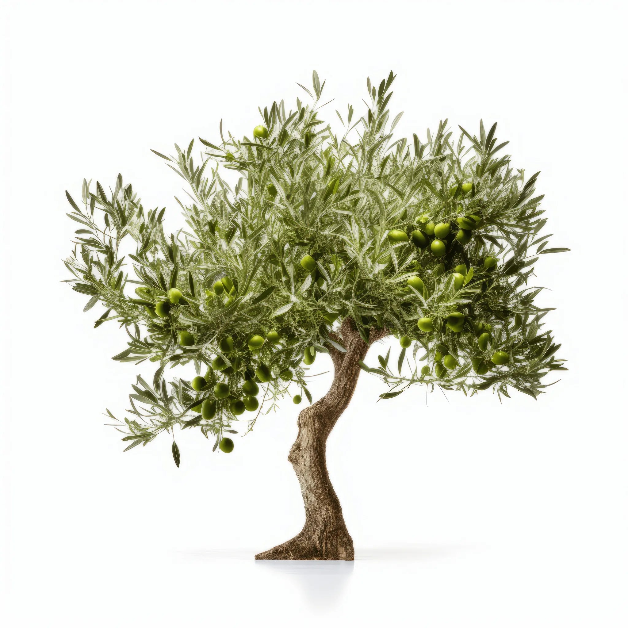 Arden olive tree