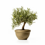 Ardis olive tree