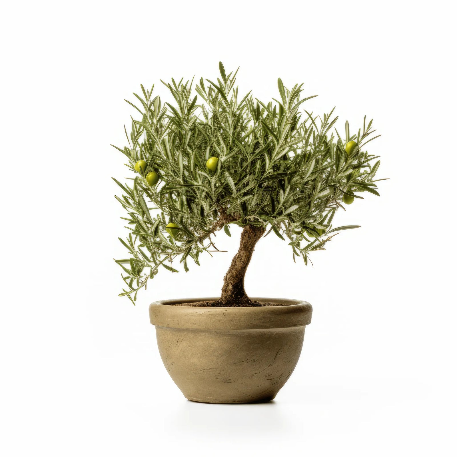 Ardis olive tree