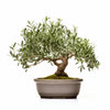 Aretha olive tree