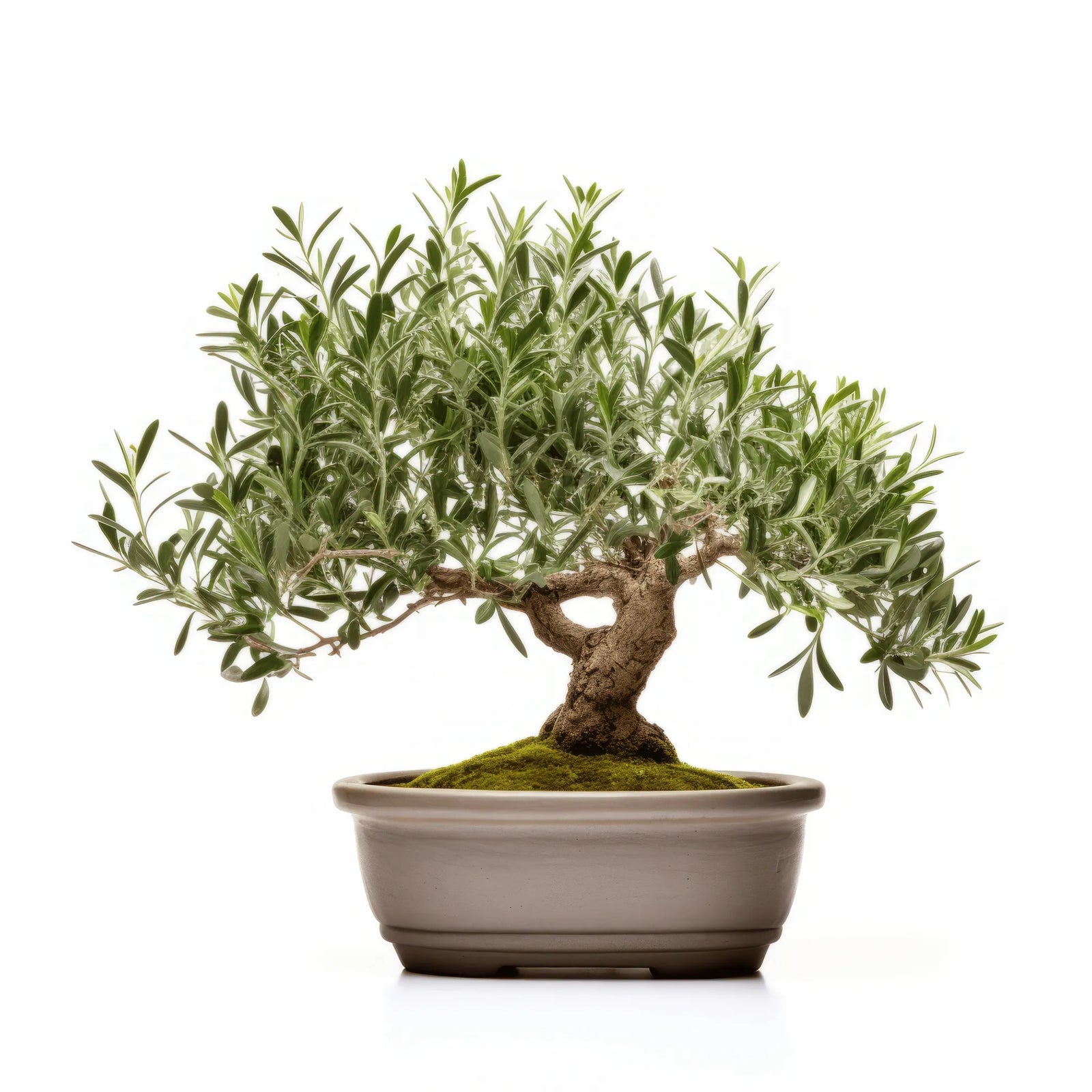 Aretha olive tree