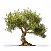Ariadna olive tree
