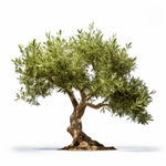 Ariadna olive tree