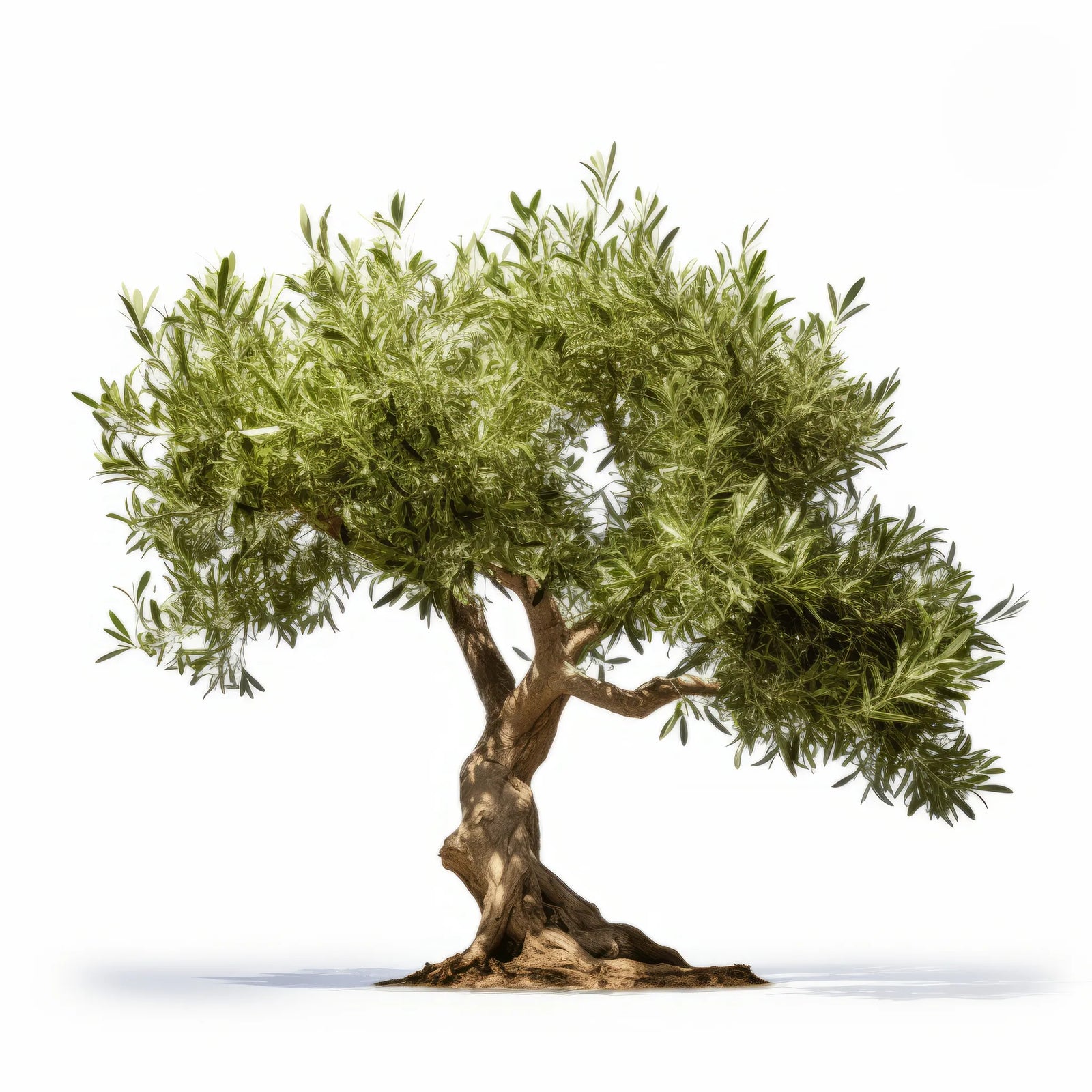 Ariadna olive tree