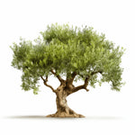 Ariadne olive tree