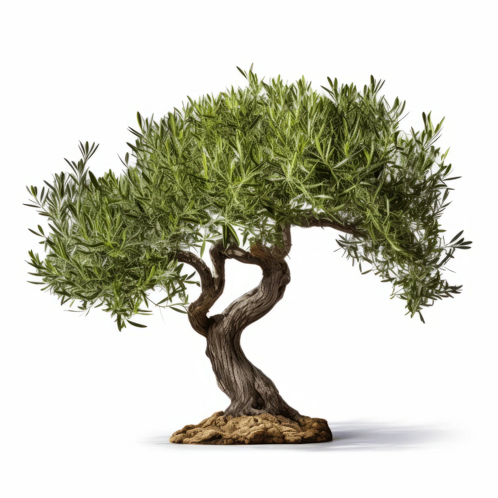 Ariana olive tree