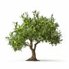Ariane olive tree