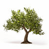 Arianell olive tree