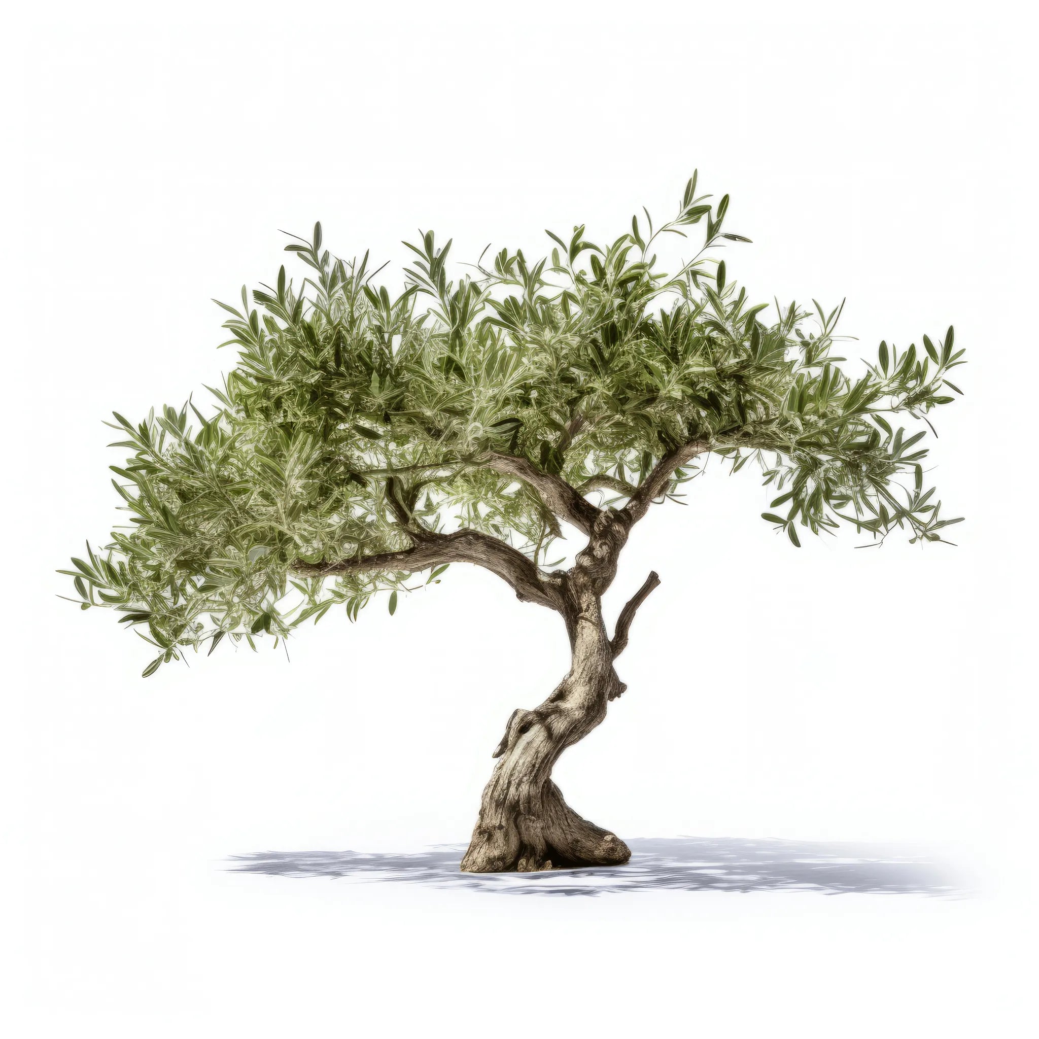 Arianwen olive tree