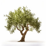 Ariel olive tree