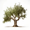 Ariella olive tree