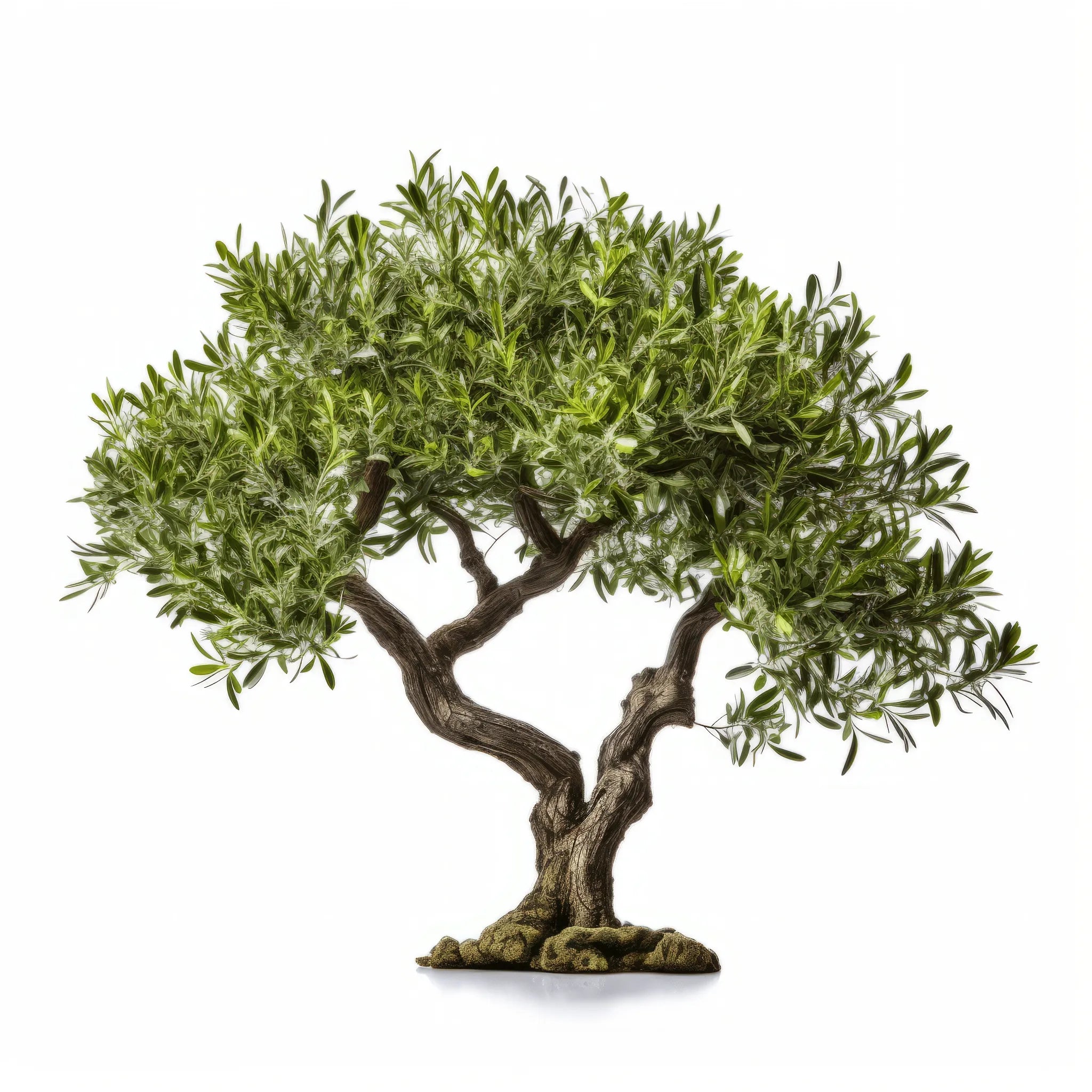 Arika olive tree