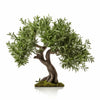 Arimura olive tree
