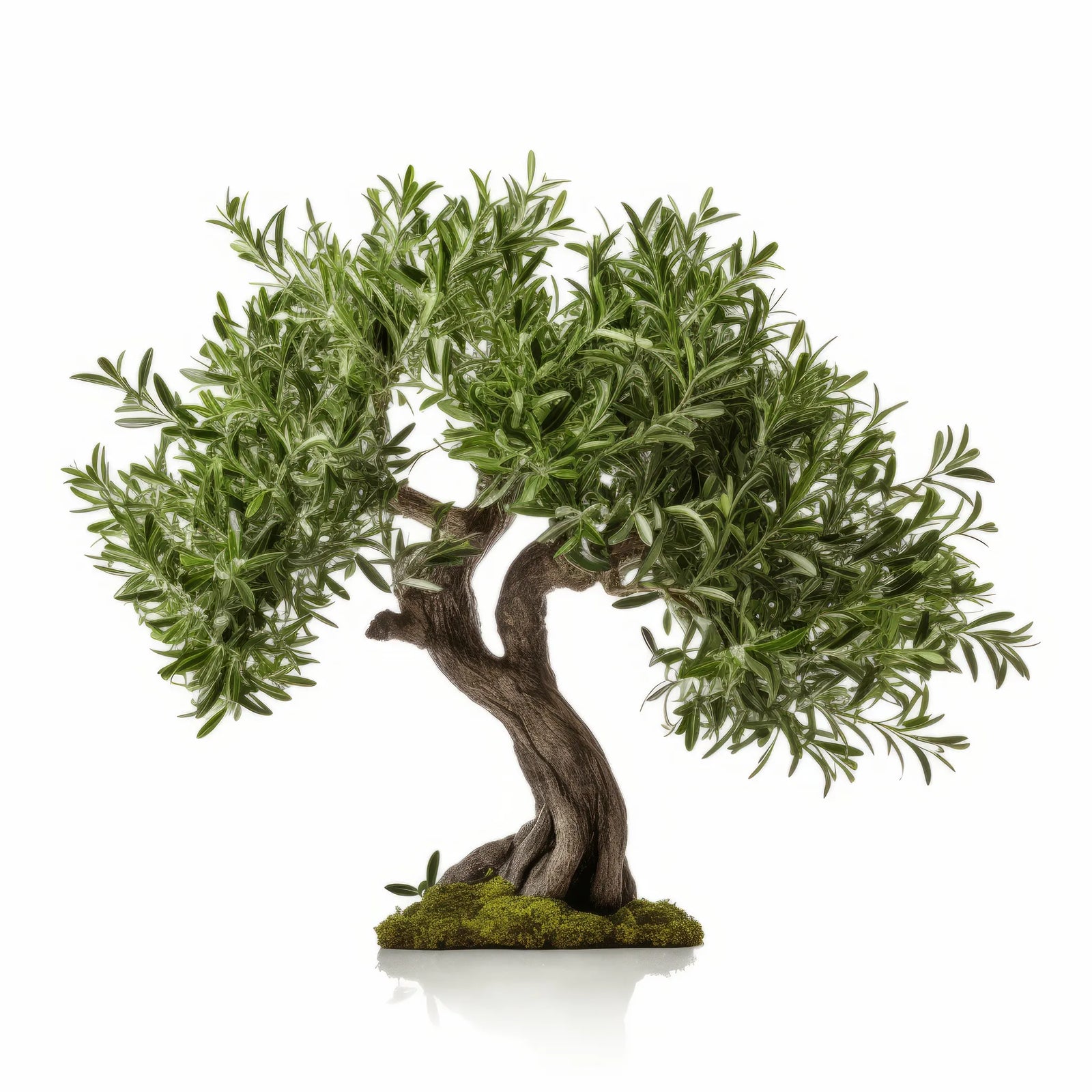 Arimura olive tree