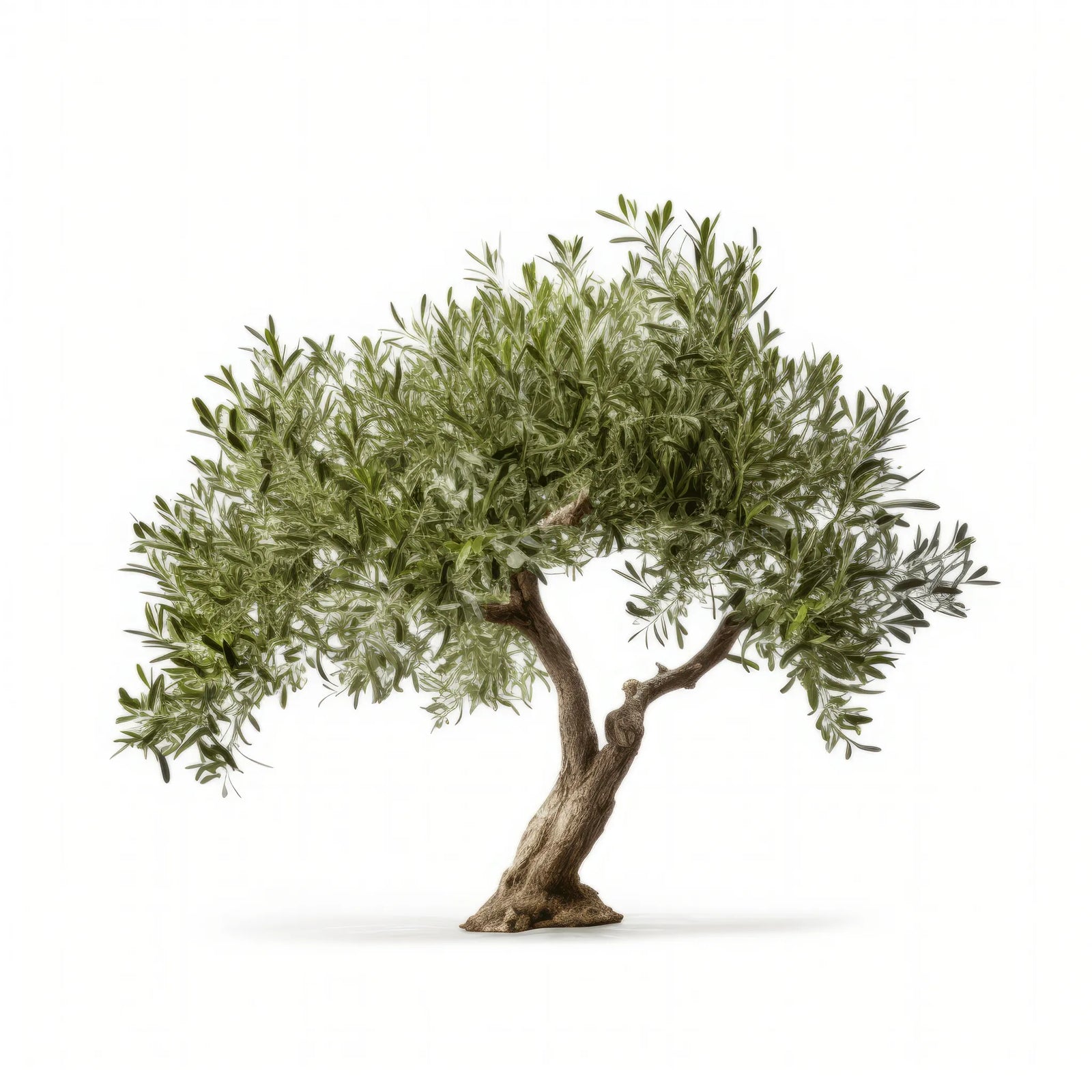 Arina olive tree