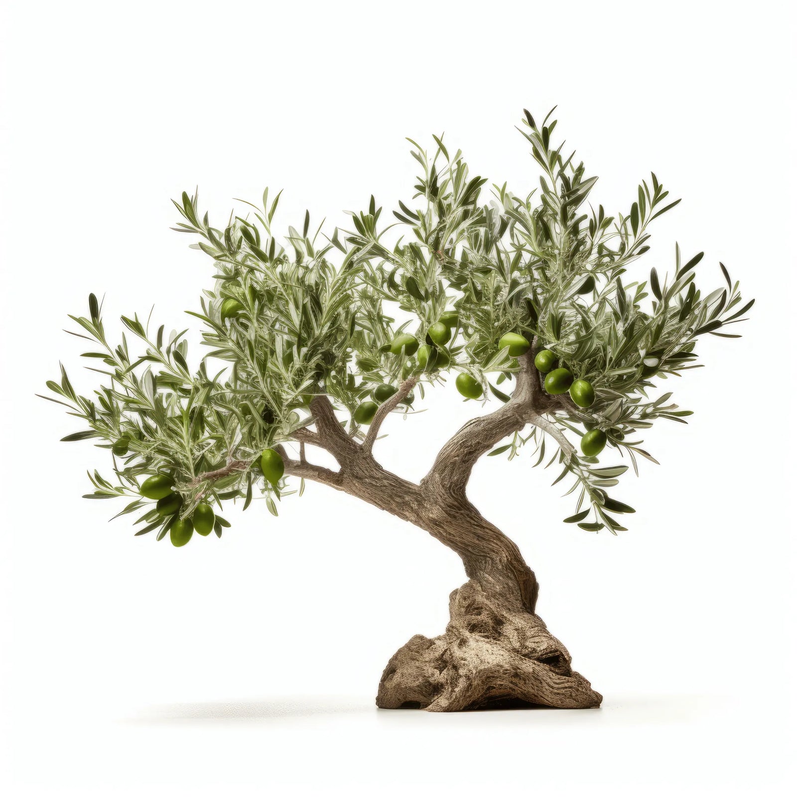 Arisa olive tree