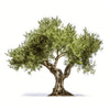 Arisha olive tree