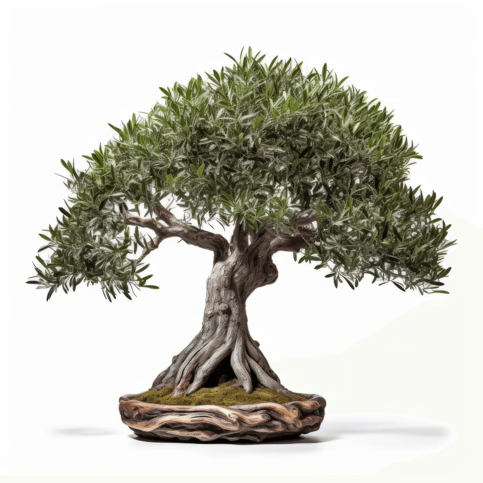 Arisugawa olive tree