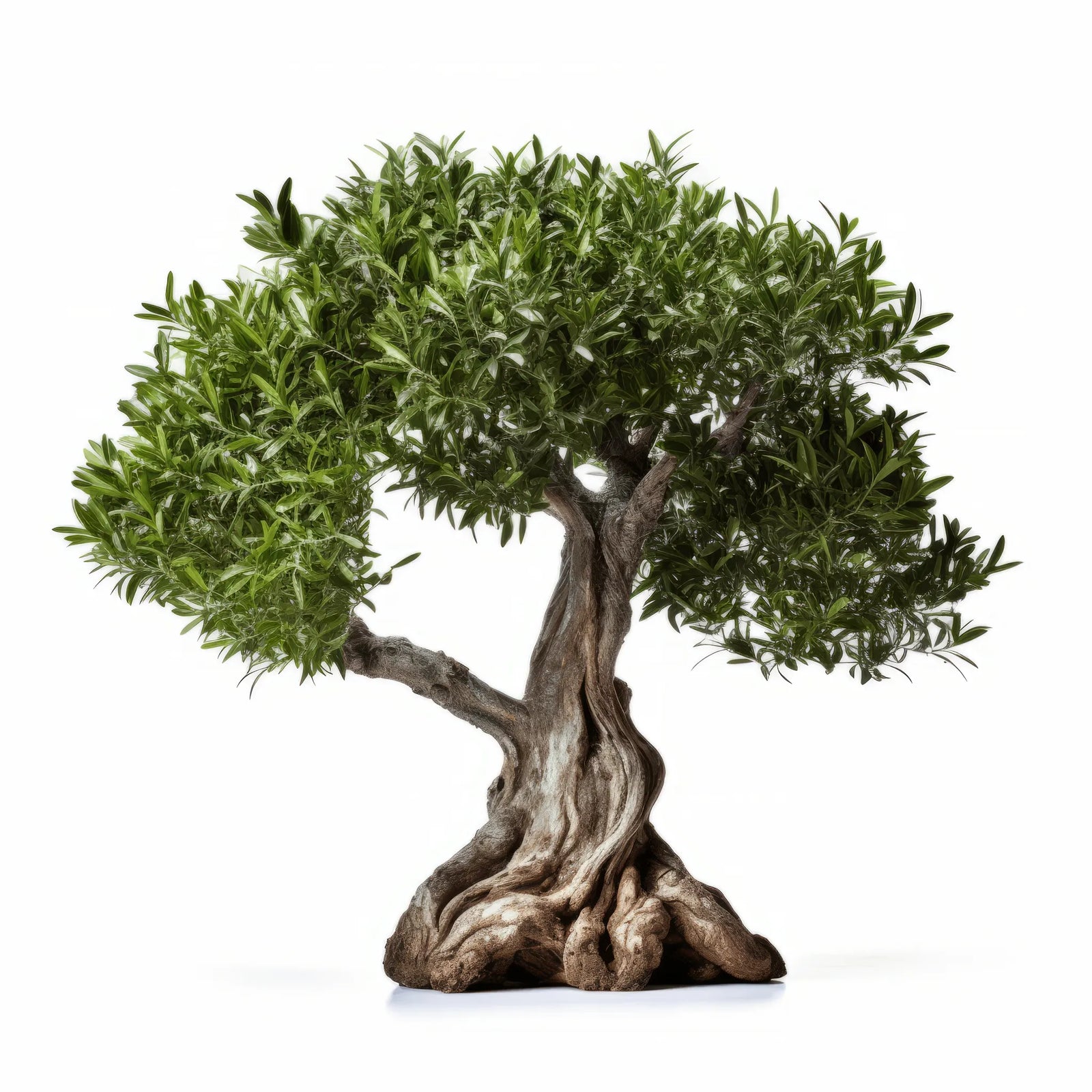 Arjun olive tree