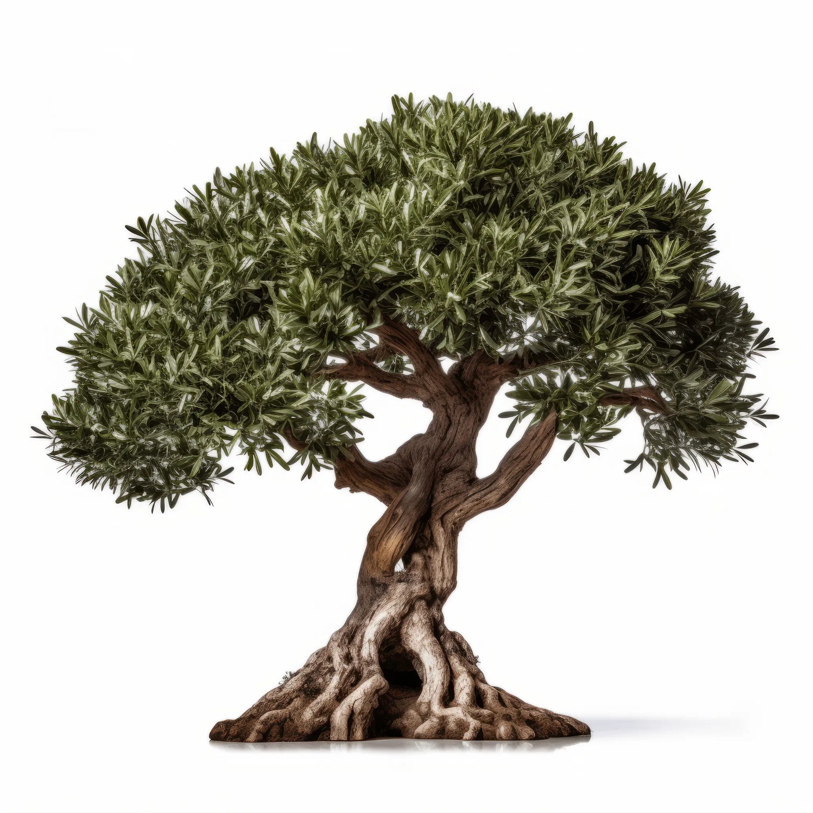 Arkady olive tree