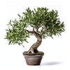 Arlena olive tree