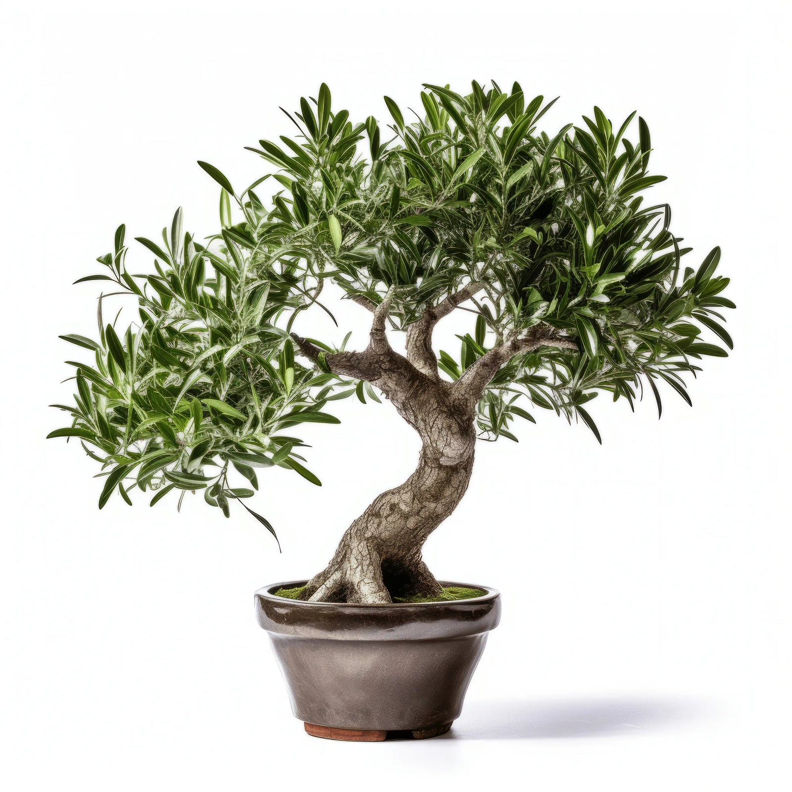 Arlena olive tree