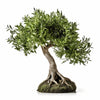 Arlene olive tree