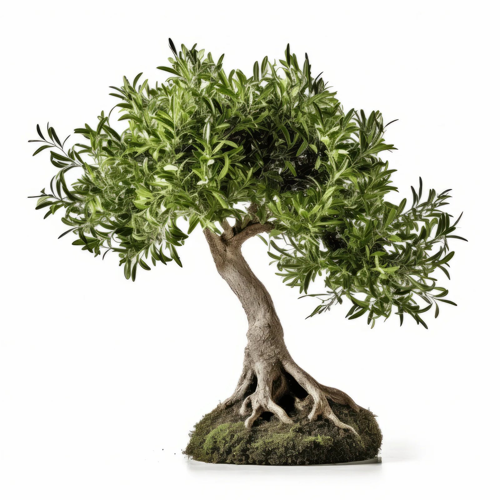 Arlene olive tree