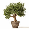 Arlette olive tree