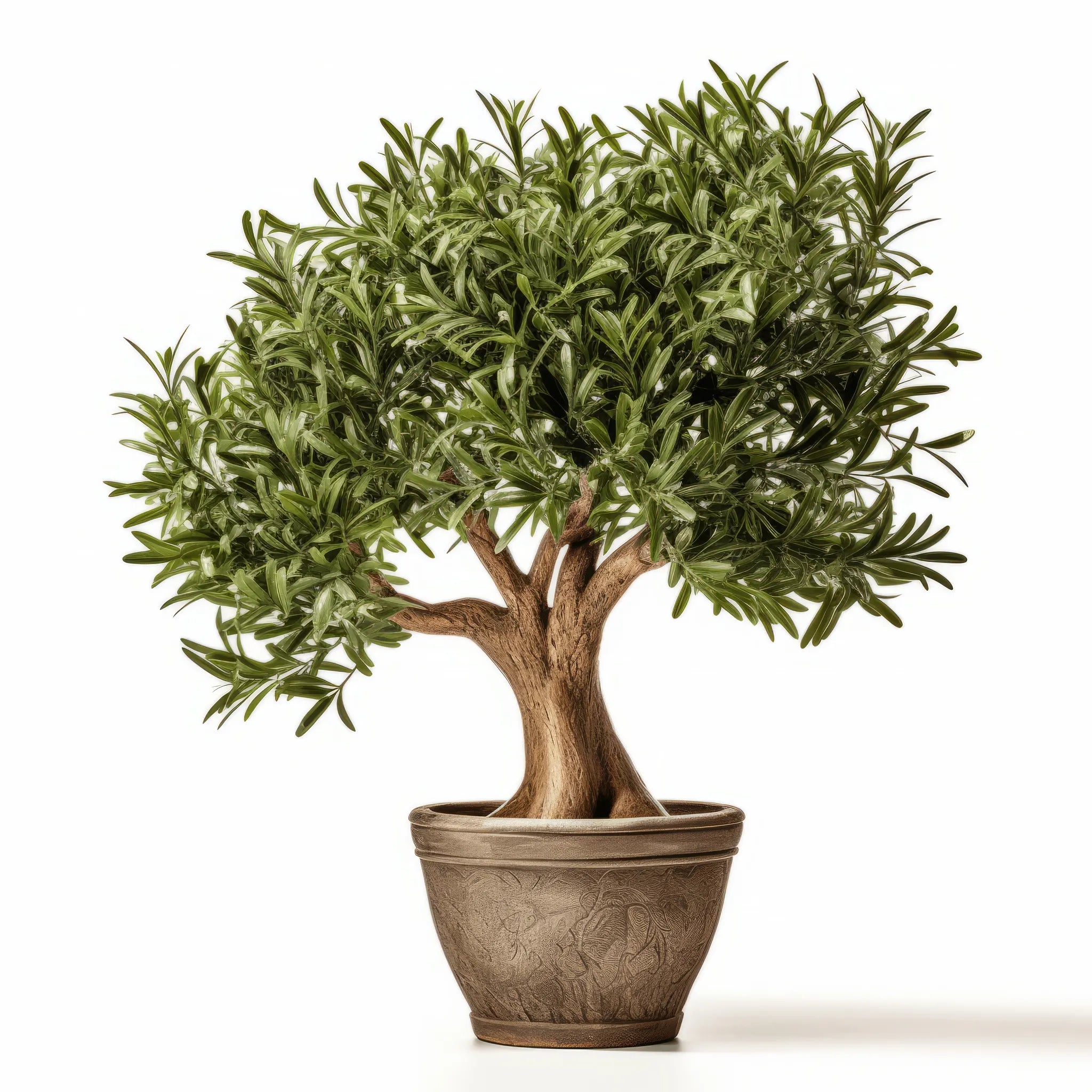 Arlette olive tree
