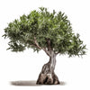 Arliss olive tree