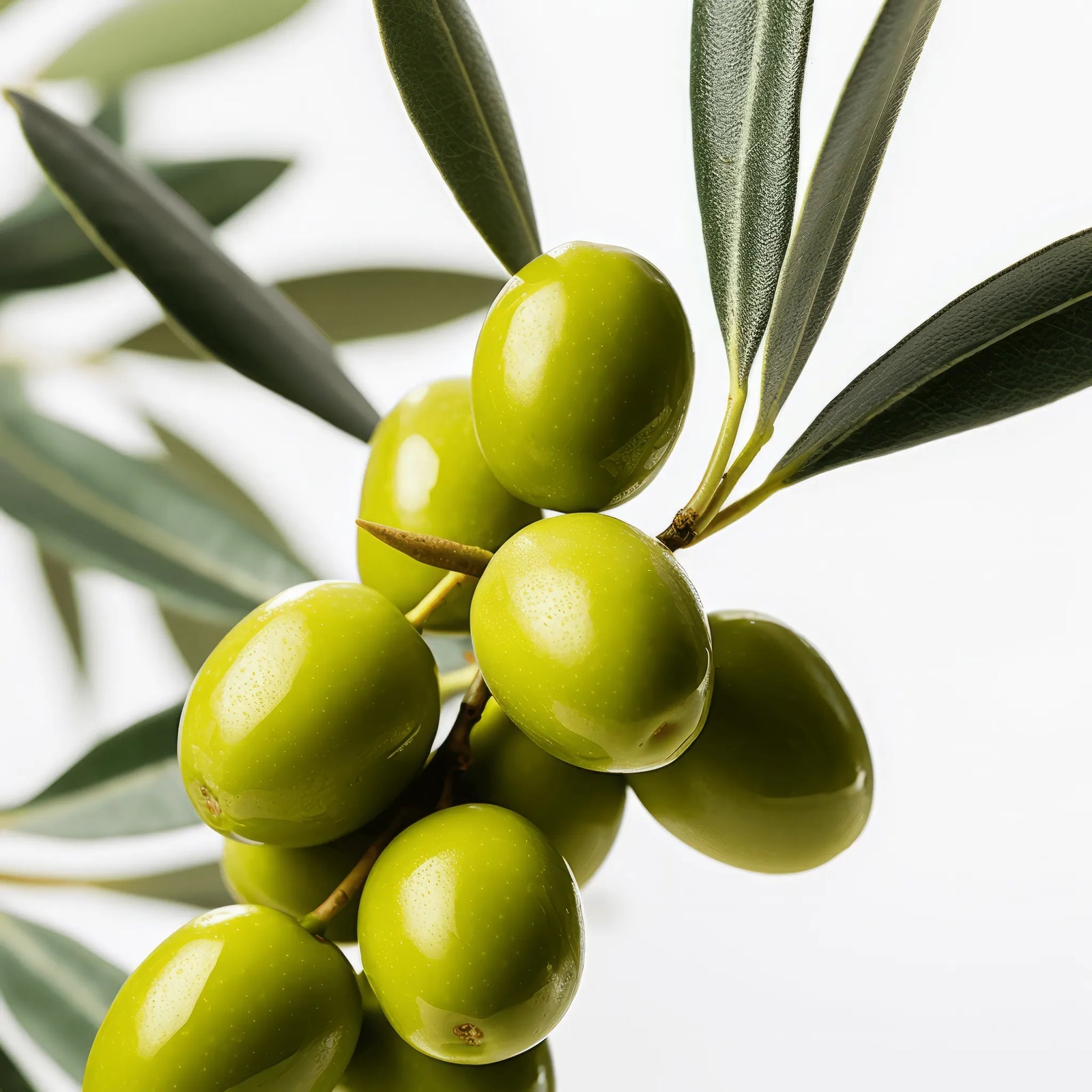 Arfon olive tree