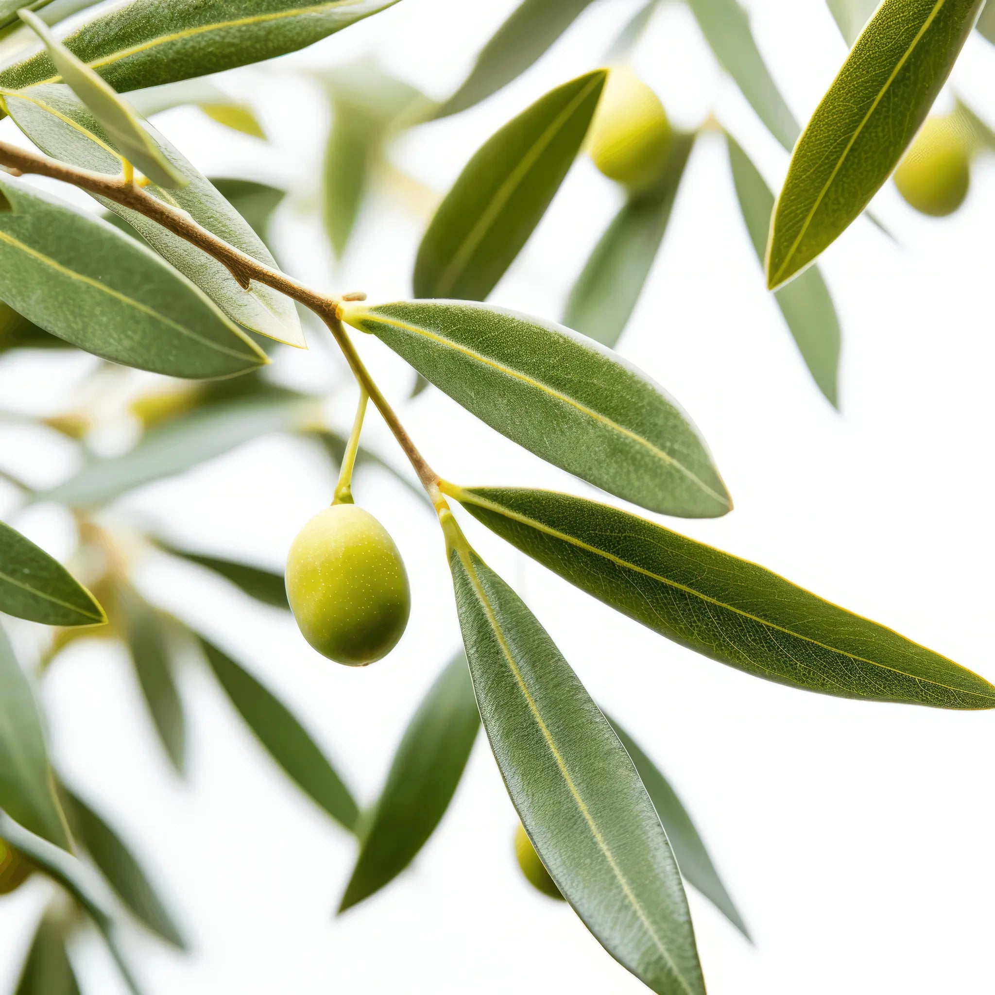 Ariadne olive tree