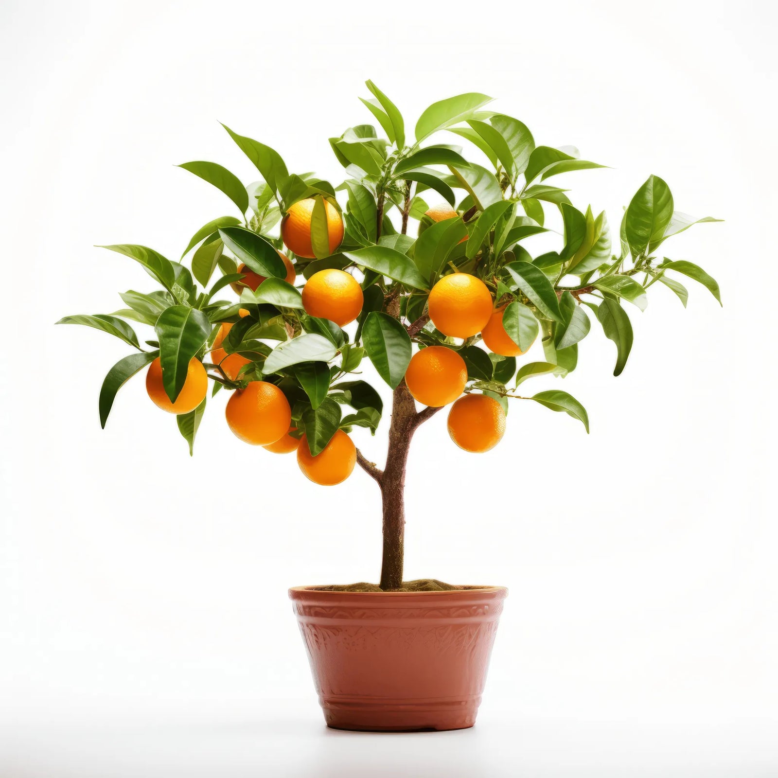 Armando orange tree